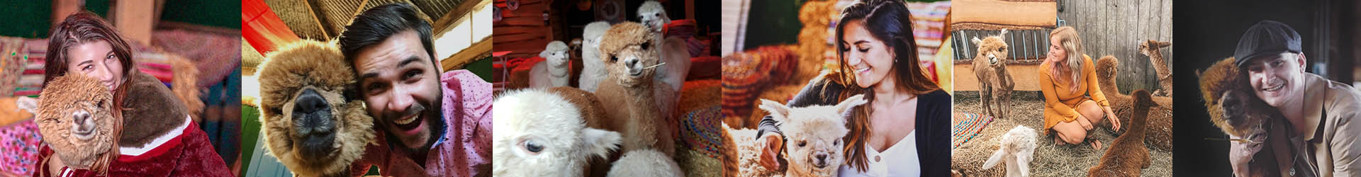 de alpaca
